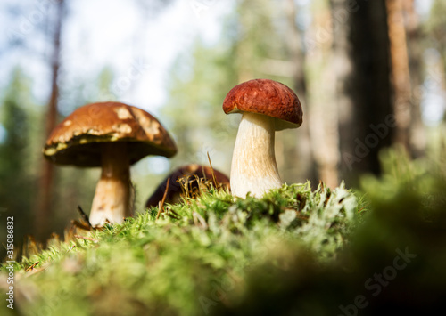 Edible beautiful mushrooms on the background of the forest.