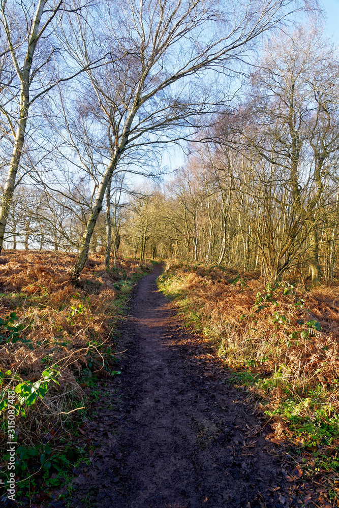 Down a muddy footpath on the edge of Sherwood Forest on a winter morning Down a muddy footpath on the edge of Sherwood Forest on a winter morning