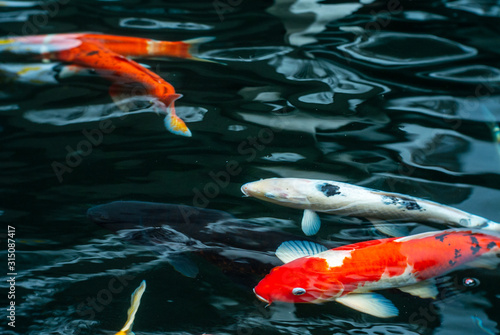 koi fish swimming in the pond