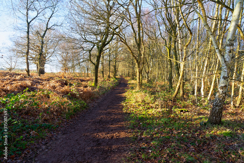 On the edge of Sherwood Forest runs a muddy footpath.