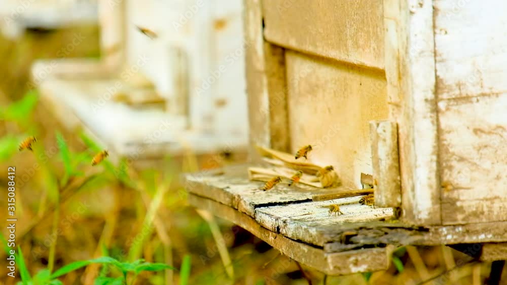 Bees fly in and out of the beekeeping box Bees fly in and out of the beekeeping box