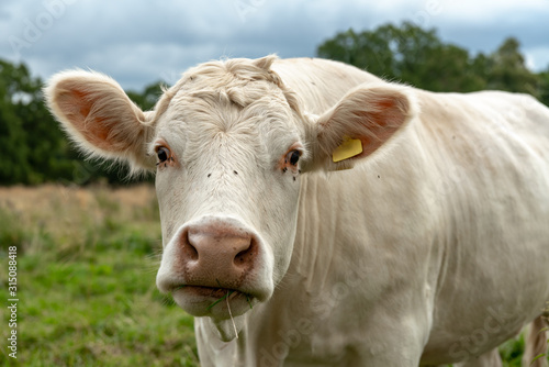 Funny close up of a white cow looking straight into the camera © Magnus