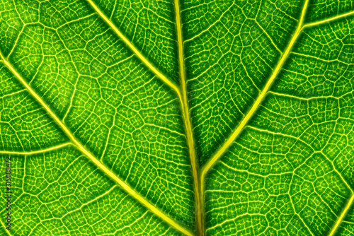 Extreme close up of a back lit green leaf