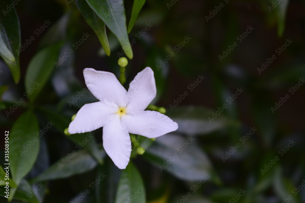 sampaguita sampaguita