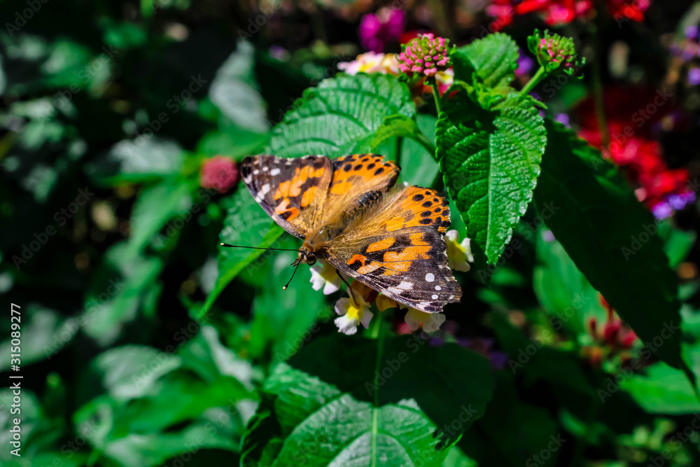 butterfly on flower