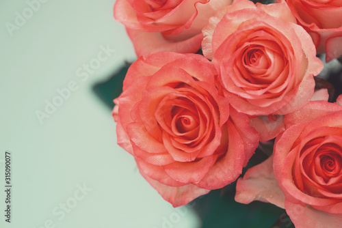 Beautiful soft orange roses with water drops. Soft focus. Copy space. Valentines day or Birthday celebration concept