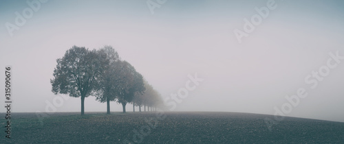 Fotografia Desolate Autumn Landscape, Row of Trees in Thick Fog