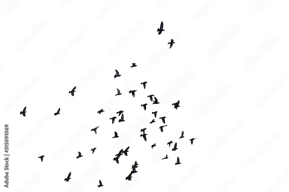 Obraz premium Flocks of flying pigeons isolated on white background. Clipping path.