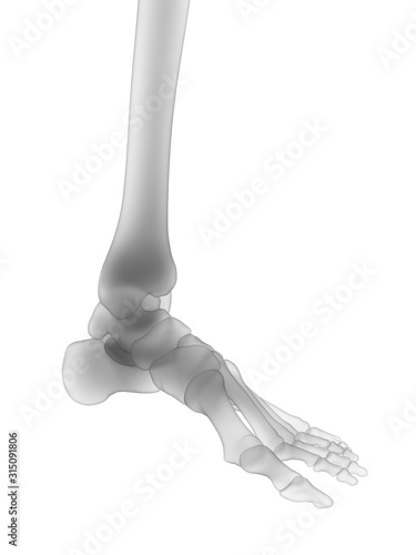 3d rendered medically accurate illustration of the human skeleton - the foot