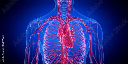 3d rendered medically accurate illustration of the human heart photo