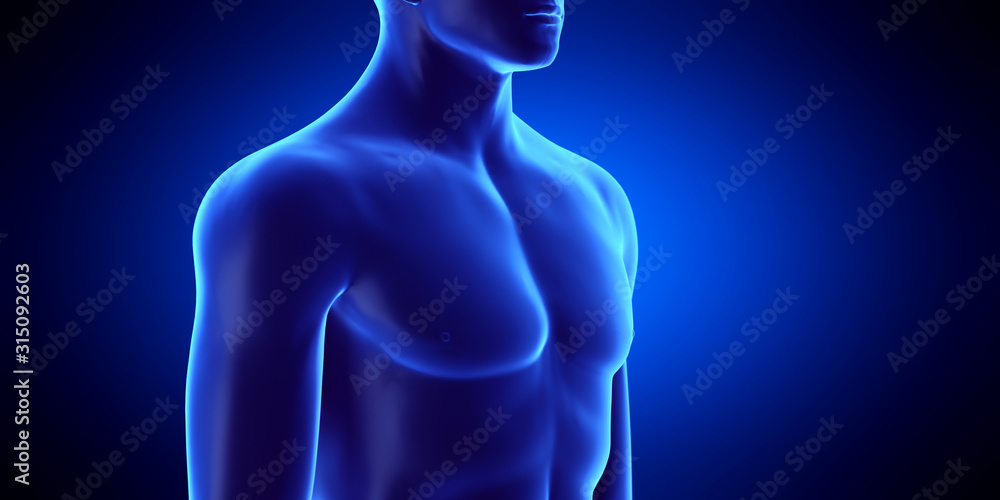 3d rendered medically accurate illustration of the male upper body