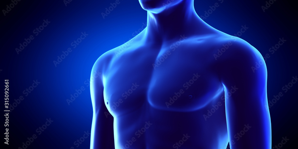 3d rendered medically accurate illustration of the male upper body 3d rendered medically accurate illustration of the male upper body