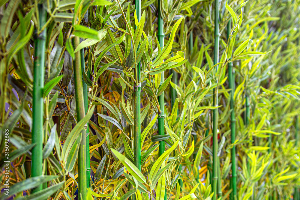 Obraz premium Green bamboo thickets