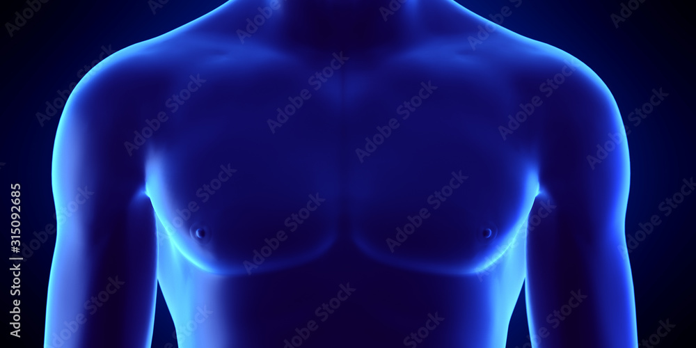 3d rendered medically accurate illustration of the male upper body 3d rendered medically accurate illustration of the male upper body