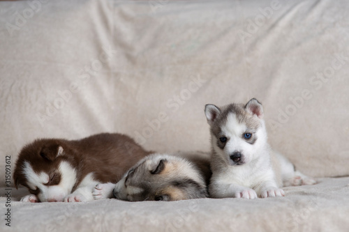 Husky puppies, two months old