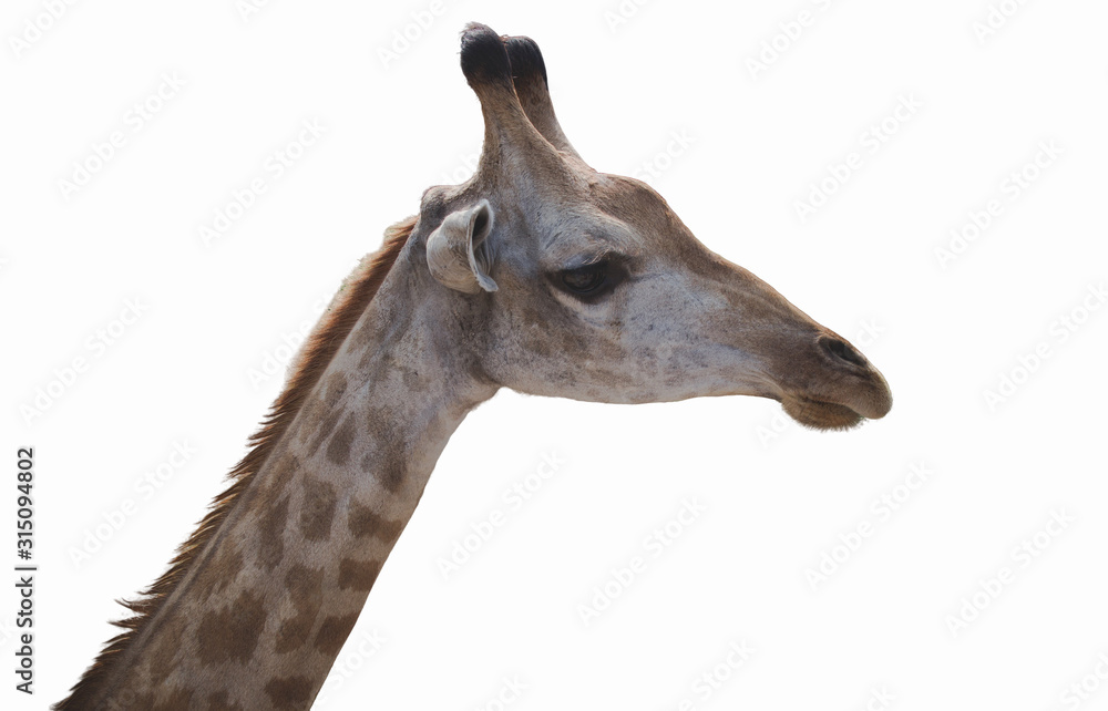 Obraz premium Close up shot of Giraffe head face isolated on white background