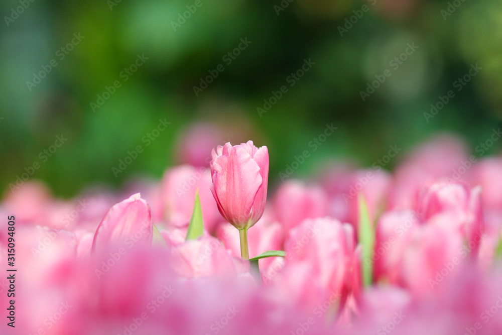 Beautiful tulip flowers with blured background in the garden. Pink tulip flowers.