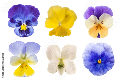 Fototapeta Naklejka Na Ścianę i Meble -  Pansy flowers