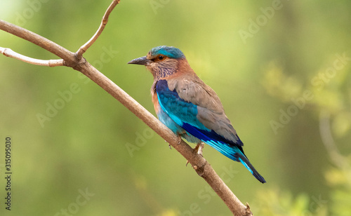 Indian Roller bird on a branch © NARENDRA