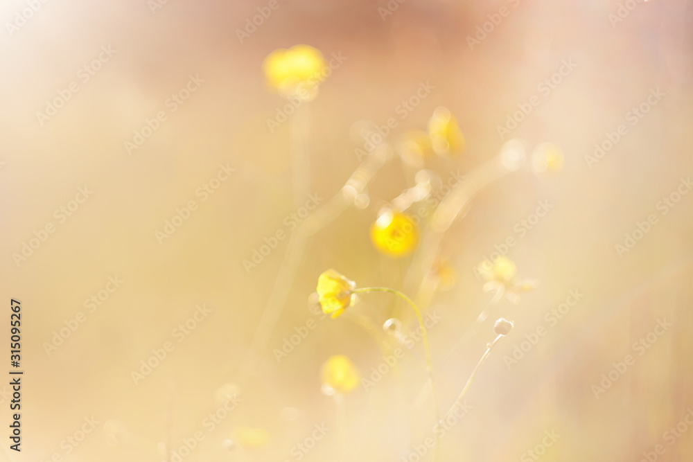 A blurry abstract image of a yellow Buttercup blooming in a field lit by morning sunlight.