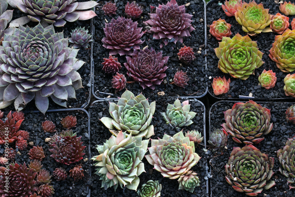 Bunte Sempervivum Pflanzen in viereckigen Blumentöpfen mit schwarzem Substrat Bunte Sempervivum Pflanzen in viereckigen Blumentöpfen mit schwarzem Substrat