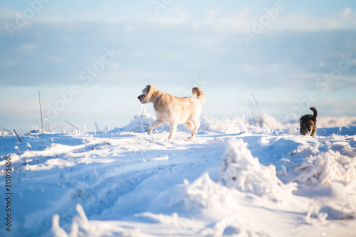 Happy adopted dog playing in the snow © 2207918