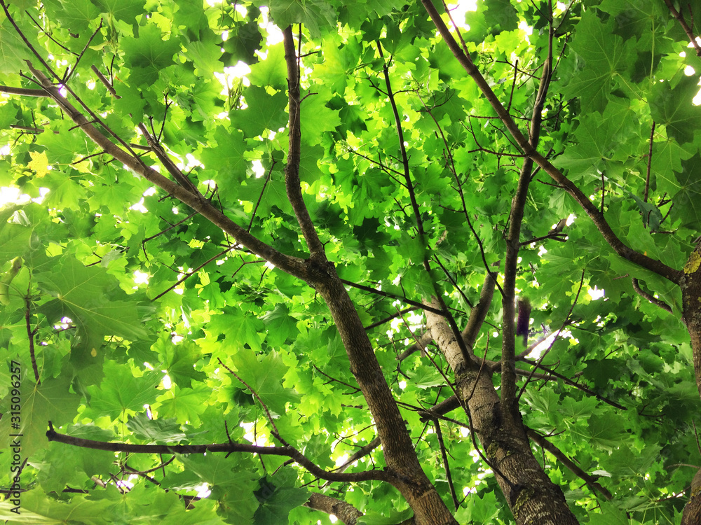 Summer maple tree on the sky background. Texture, background Summer maple tree on the sky background. Texture, background