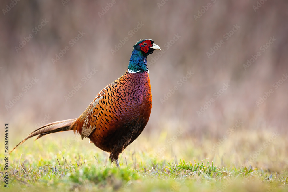 Fototapeta premium Common pheasant, phasianus colchicus, cock standing on meadow with green grass in spring with copy space. Wild bird looking on a open pasture with copy space.