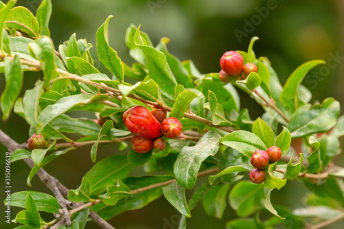 Grenade tree blossom. Closup on a lush foliage of fruit tree branches with red flowers.