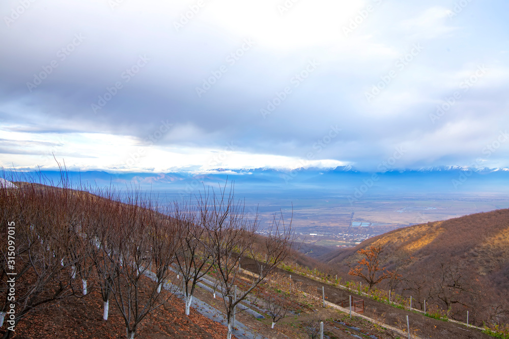 Autumn orchards of Alazani Valley against the backdrop of snowy mountain peaks at sunset Autumn orchards of Alazani Valley against the backdrop of snowy mountain peaks at sunset