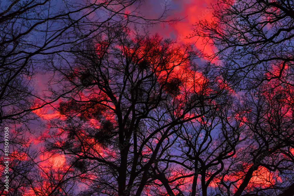 Dark blue hour skies and glowing blood red clouds illuminated by late afternoon setting sun with black tree silhouettes in the foreground - nature environment weather phenomenon season unique bizarre Dark blue hour skies and glowing blood red clouds illuminated by late afternoon setting sun with black tree silhouettes in the foreground - nature environment weather phenomenon season unique bizarre
