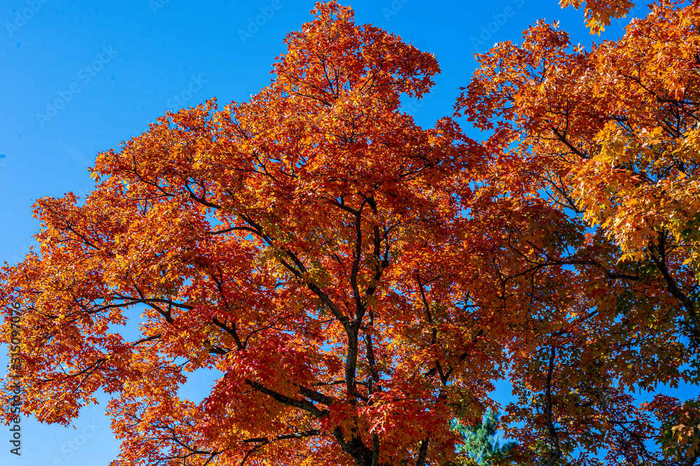Platte City Missouri Autumn Fall Orange Red Bright Vibrant Colors Platte City Missouri Autumn Fall Orange Red Bright Vibrant Colors