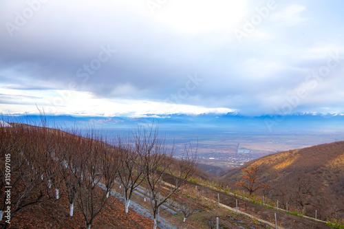 Autumn orchards of Alazani Valley against the backdrop of snowy mountain peaks at sunset