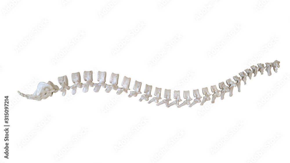 3d rendered medically accurate illustration of a human spine 3d rendered medically accurate illustration of a human spine