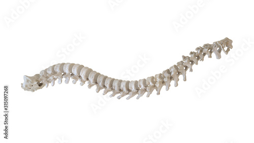 3d rendered medically accurate illustration of a human spine