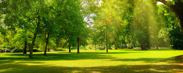 A summer park with extensive lawns. Wide photo.