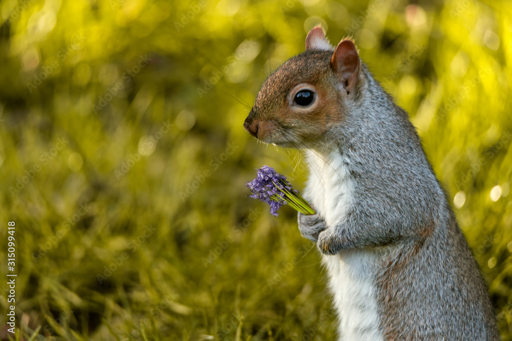 Obraz premium Gray squirrel with flowers.