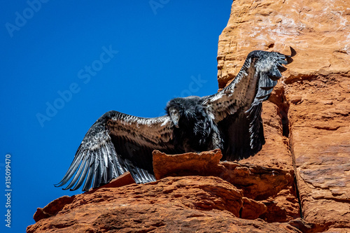 Zion Condor Fledgling 2