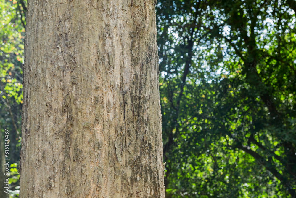 Teak tree in the forest Teak tree in the forest