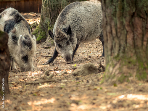 Two wild boars scavenging