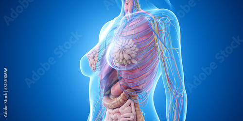 3d rendered medically accurate illustration of the female thorax anatomy