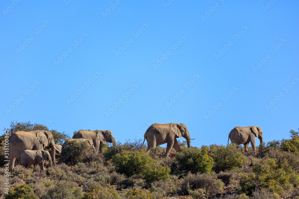 African bush elephant (Loxodonta africana) herd in typical keroo habitat. Karoo, Western Cape, South Africa