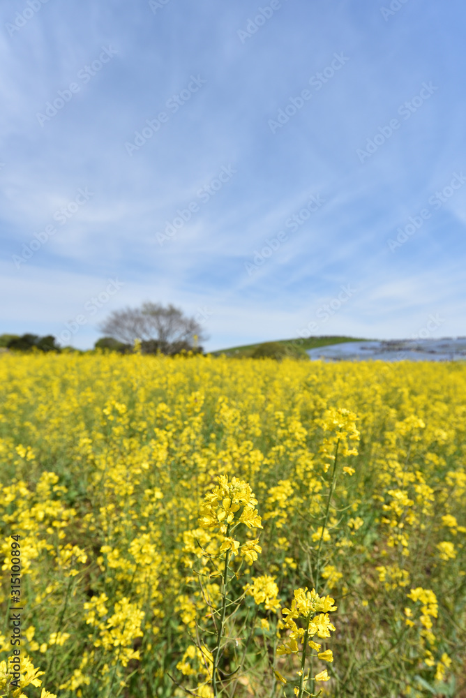 Field mustard, spring has come