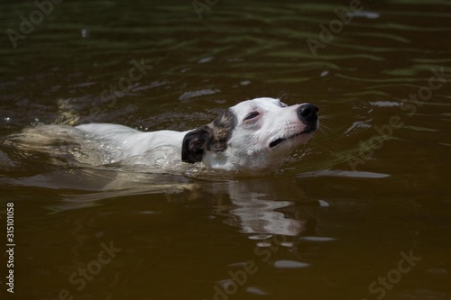 white greyhound dog is swimming in the water in the river