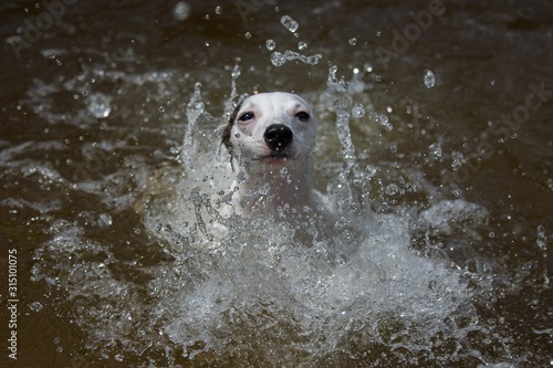 white greyhound dog is swimming in the water in the river