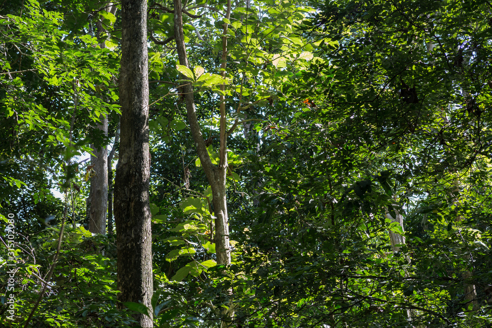 Fototapeta premium Teak tree in the forest
