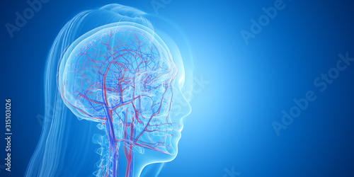 3d rendered medically accurate illustration of the blood vessels of the head