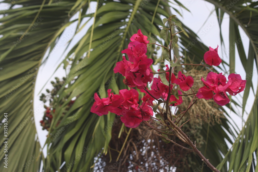magenta red pink bougainvillea flowers 