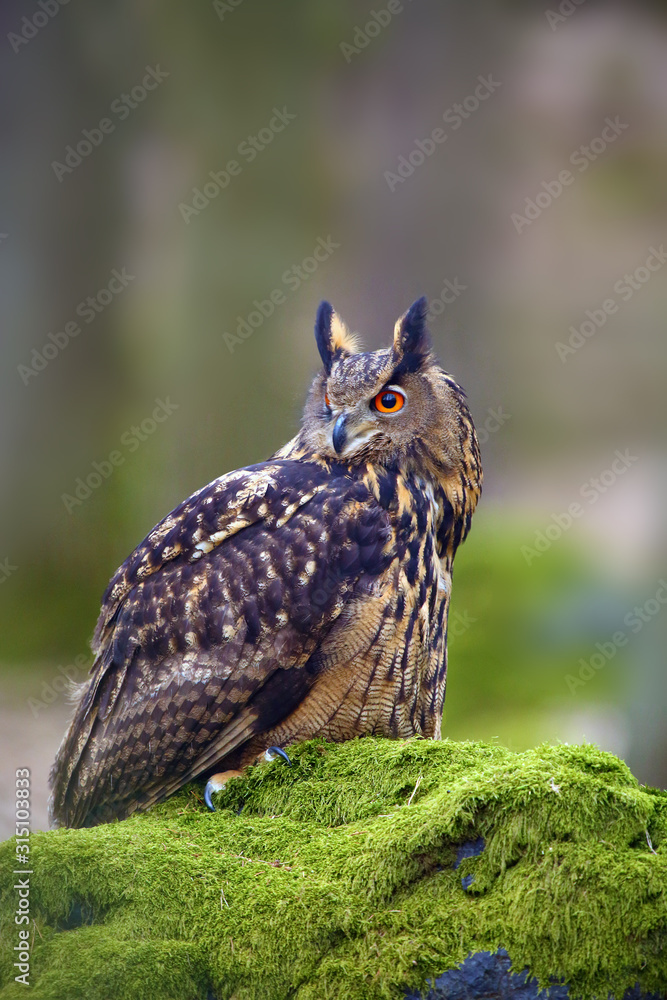 The Eurasian eagle-owl (Bubo bubo) , portrait in the forest. Eagle-owl sitting in a forest on a rock. The Eurasian eagle-owl (Bubo bubo) , portrait in the forest. Eagle-owl sitting in a forest on a rock.