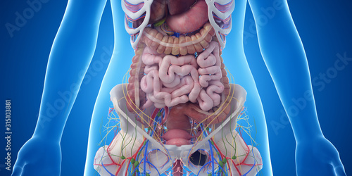 3d rendered medically accurate illustration of the abdominal organs photo